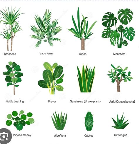 Non Flowering Plants, Plants With Names, Plants Names, Tropical Garden Plants, Tropical Backyard Landscaping, Small Tropical Gardens, Balinese Garden, Flowering House Plants, Tropical Garden Design