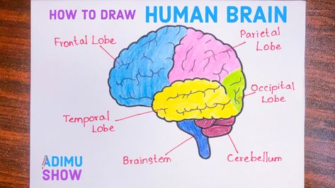 The Human Brain Brain With Labels, Brain Drawing With Labels, Brain Labeled Diagram, Easy Brain Drawing, Diagram Of Brain, Cartoon Brain Drawing, Brain Drawing Simple, Draw A Brain, Human Brain Drawing