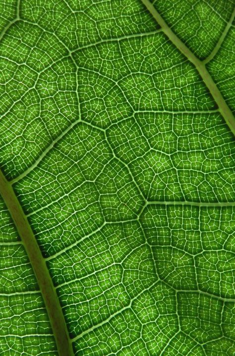 Leaf Microscope, Spiritual Flowers, Photos Of Trees, Leaf Veins, Microscopic Photography, Geometry In Nature, Micro Photography, Photos Flowers, Leaf Abstract