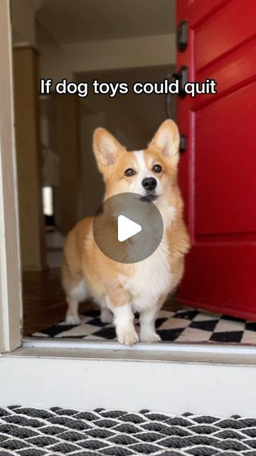 Corgi Puppy Videos, Funny Corgi Pictures, Corgi Pictures, Corgi Funny, Corgi Butts, Corgi Puppy, Bounce Back, Dog Life, Dog Toys