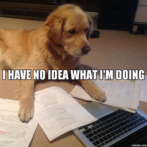 Trust Me, Your College Major Will Change, But It's OK #college #majors #decisions #stress Tumblr Puns, Dog Puns, Vet School, College Humor, Do Homework, Hilarious Memes, Memes Humor, School Humor, Dog Memes