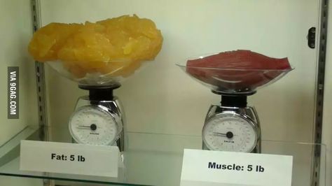 Five pounds (2.5 kg) of fat compared to five pounds of muscle Fat Vs Muscle, 5 Lbs Of Fat, Lose 5 Pounds, Pound Of Fat, Daily Motivation, Body Fat, Get Healthy, Fat Loss, Healthy Life