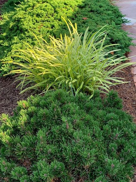 A GUIDE TO NORTHEASTERN GARDENING: This Month in the Garden: Feature Low Maintenance Evergreen-Dwarf Mugo Pine Variegated Liriope, Mugo Pine, Chicago Bungalow, Landscape House, Colonial Garden, Pine Garden, Evergreen Garden, California House, Gardening Inspiration