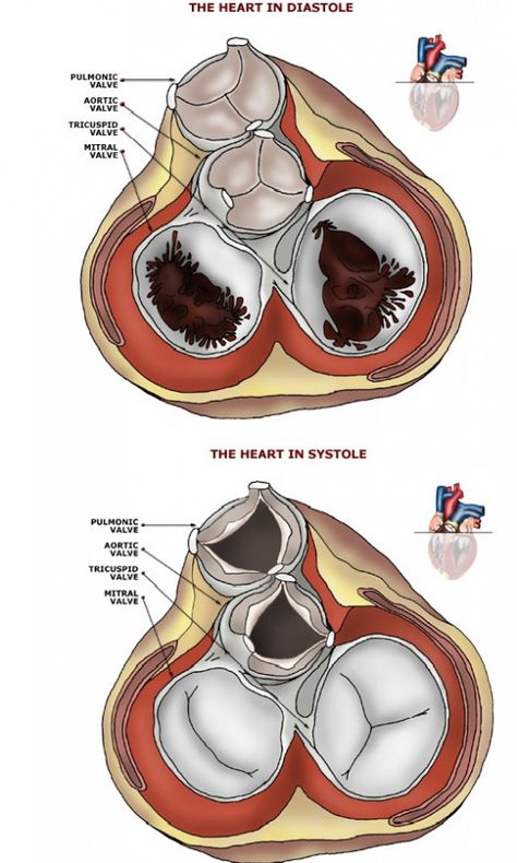 The Four Heart Valves. Mitral and Tricuspid valves and the aortic and Pulmonic Valves Heart Valves, Heart Anatomy, Cardiac Nursing, Medical School Studying, Medical School Essentials, Human Anatomy And Physiology, Medical Anatomy, Medical Studies, Nursing Study