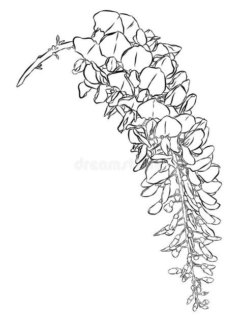 Wisteria Outline Stock Illustrations – 181 Wisteria Outline Stock Illustrations, Vectors & Clipart - Dreamstime Wisteria Outline, Wisteria Drawing, Wisteria Tattoo, Place Tattoo, Wisteria Flowers, Vector Clipart, Wisteria, Botanical Illustration, Shape Design