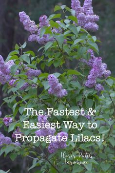 Lilac Bushes, Lilac Tree, Garden Shrubs, Creative Gardening, Propagating Plants, Easy Garden, Gardening For Beginners, Shade Garden, Outdoor Plants