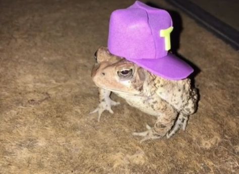 So swag my guy 😎🧢 Cool Frog, My Guy, A Frog, Amphibians, Toad, Pet, Purple, Green, On Instagram