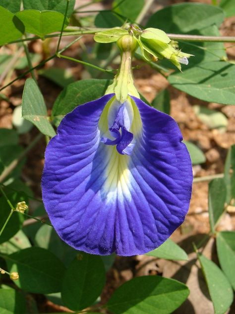 Beautiful blue butterfly Pea flower #Sankhupushpam#blue #flowers #clitoria #ternatea Blue Butterfly Pea Flower, Arizona Gardening, Pea Plant, Kingdom Plantae, Botanical Plants, Butterfly Pea Flower, Butterfly Pea, Pea Flower, Floral Photo