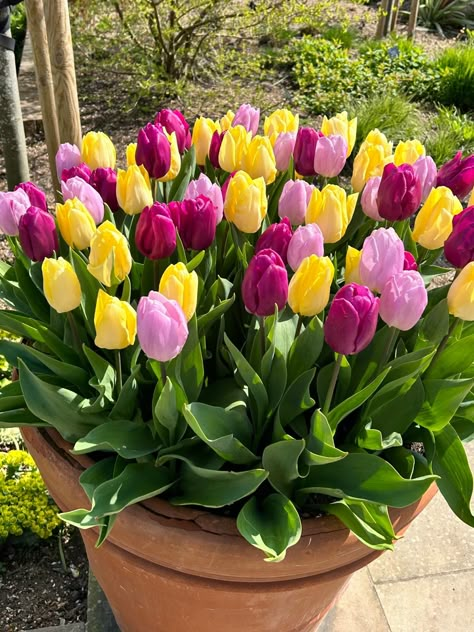 Tulips In Garden Bed, Home Tulip Garden, Crocus And Tulips Garden, Tulip Cottage Garden, Tulip Turkestanica, Tulips Garden, Spring Tulips, Spring Bulbs, Landscaping Plants