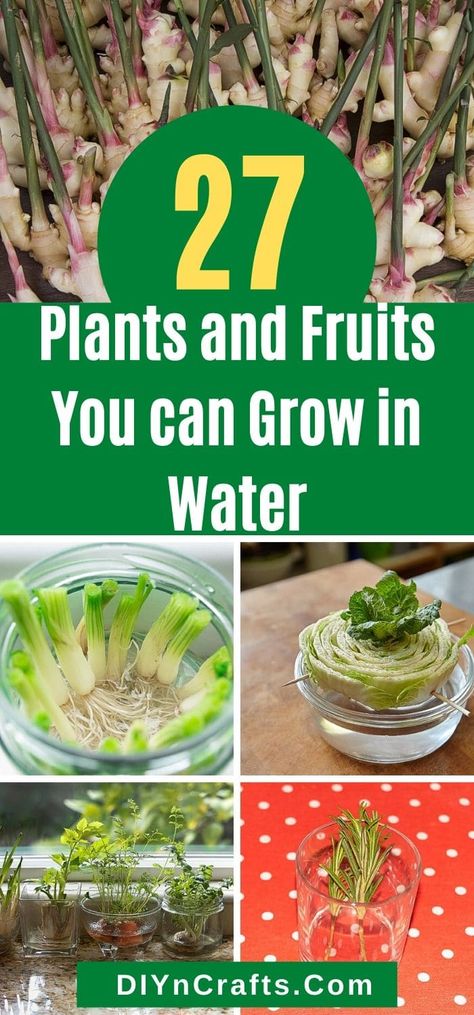 Propagate Herbs In Water, Propagating Vegetables In Water, Regrow Plants From Cuttings, Rosemary In Water Grow, How To Propagate Vegetables, Grow Mint In Water, What Plants Grow In Water, Vegetables That Grow In Water, Plants To Grow From Cuttings