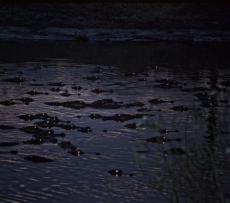 Nature is Lit on Twitter: "🔥 Alligator eyes glowing at night 🔥… " Scary Ocean, Sink Or Swim, Creepy Images, Creepy Pictures, Ocean Pictures, Southern Gothic, Crocodiles, Ghost Faces, Sea Monsters