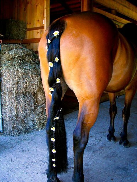 Beautiful horses Tail Ideas, Horse Mane Braids, Horse Hair Braiding, Horse Braiding, Tail Hairstyle, Tail Braids, Horse Clipping, Horse Mane, Horse Costumes