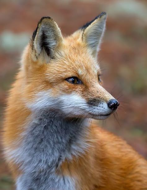 Vulpes Vulpes, Fantastic Fox, Fox Photography, Fox Images, Foxes Photography, Fox Pictures, Animal Study, Pet Fox, Fox Art