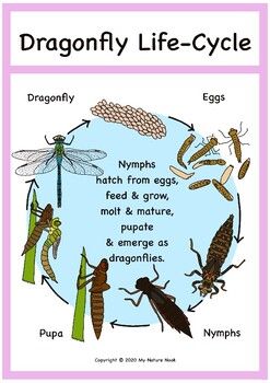 A printable, dragonfly life-cycle nature poster. Perfect for home or classroom nature study.Features the life-cycle of a dragonfly through all its major stages:EggsHatching eggsNymphMature nymphPupating nymphEmerging dragonflyAdult dragonflyPresented as an A4-sized, print-ready PDF download. Please ... Dragon Fly Life Cycle, Life Cycle Of A Dragonfly, Dragonfly Habitat, Dragonfly Facts, Dragonfly Life Cycle, Cycle Poster, Insect Life Cycle, Dragonfly Photos, Bugs Preschool