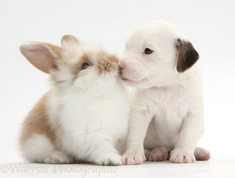 Pets: Jack Russell Terrier puppy, 4 weeks old, and baby rabbit photo Unusual Animal Friends, Puppies Photos, Jack Russell Puppy, Jack Russell Terrier Puppies, Jack Russell Puppies, Rabbit Photos, Baby Rabbit, Animals Friendship, Pet Photographer