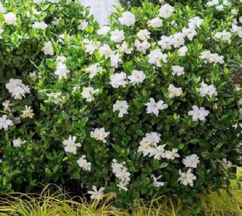 Jubilation Gardenia Gardenia jasminoides 'Leeone' A flowering, evergreen shrub. One would look spectacular just about anywhere in your yard, but placing one near a door or window ensures you’ll enjoy Jubilation Gardenia, Scented Plants, Low Maintenance Landscaping Front Yard, Gardenia Plant, Southern Living Plant Collection, Interesting Plants, Southern Living Plants, Dream Plants, Zone 10