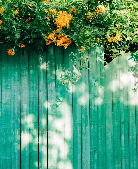 Green Privacy Fence Ideas, Backyard Fence Paint Color Ideas, Privacy Fence Colors, Colourful Fence, Colorful Fence, Colorful Picket Fence, Rainbow Fence, Garden Fences Painted Colour, Natural Privacy Fences