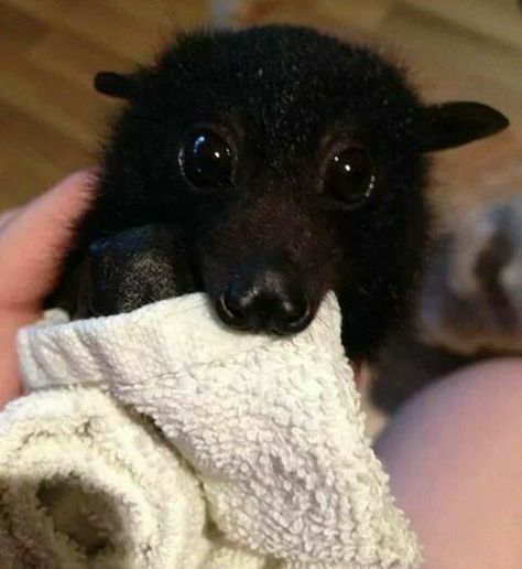 "VERY CUTE BABY BAT "❤ Baby Bats, Cute Bat, Silly Animals, Cute Creatures, Animal Photo, Cute Little Animals, 귀여운 동물, Cute Funny Animals, Animals Friends