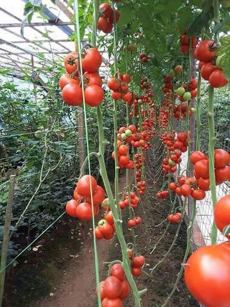 Tomato Farming, Vegetable Harvest, Market Garden, Garden Harvest, Home Vegetable Garden, Container Gardening Vegetables, Garden Guide, Vegetable Garden Design, Green House