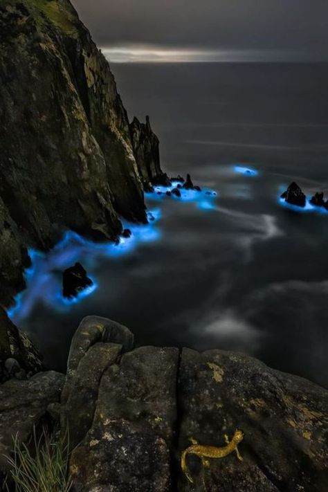 Bioluminescence Creatures, Sea Sparkle, Sea Surface, Dark Weather, Living Organisms, Deep Sea Creatures, Light The Way, A Moment In Time, Natural Phenomena