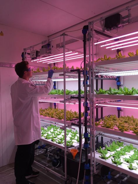 Hydroponic Room, Greens Colours, Container Farming, Biofilic Design, Model Needed, Smart Farm, Indoor Farming, Farming System, Vertical Farming