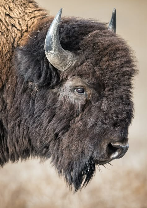 A photograph of a bull bison roaming Grand Teton National Park. I offer giclee prints in three options: lustre prints, high gloss on metal, and canvas stretched on 1.5" bars back stapled. Photographed by Savannah Rose Wildlife. Bison Anatomy, Bison Reference, Bison In Snow, Bison Pictures, Buffalo Pictures, Bison Photography, Bison Photo, Bison Print, Buffalo Animal