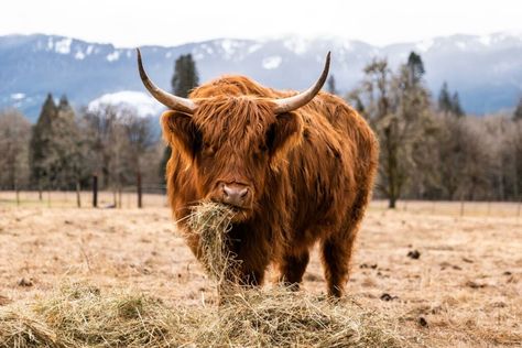 Hyland Cows, Cow Feed, Beef Cow, Honeysuckle Vine, Livestock Feed, Shaggy Long Hair, Scottish Highland Cow, Beef Cattle, Highland Cows