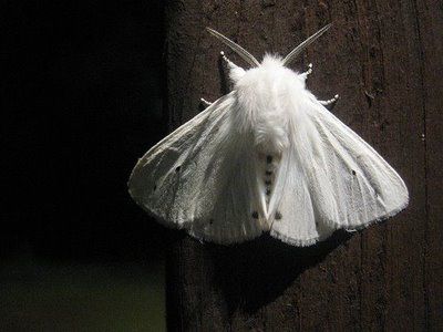 White Ermine moth that came to visit me last night, whilst boxing my belongings to move home. I found this out about them... Moths are nocturnal, and much of their symbolism deals with: Intuition Psychic perception Heightened awareness A MESSAGE OF GROUNDING, BALACE AND PROTECTION. :D Moth Meaning, White Ermine, Indrid Cold, Poodle Moth, Yiqing Yin, White Moth, Cute Moth, Lunar Moth, Moth Art