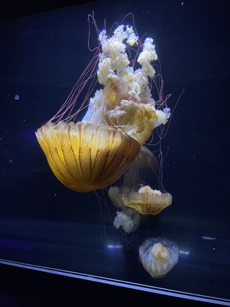 Jellyfish Beautiful Jellyfish, Birch Aquarium, Vienna Waits For You, Home Stretch, Oceanography, Jellyfish, Pins