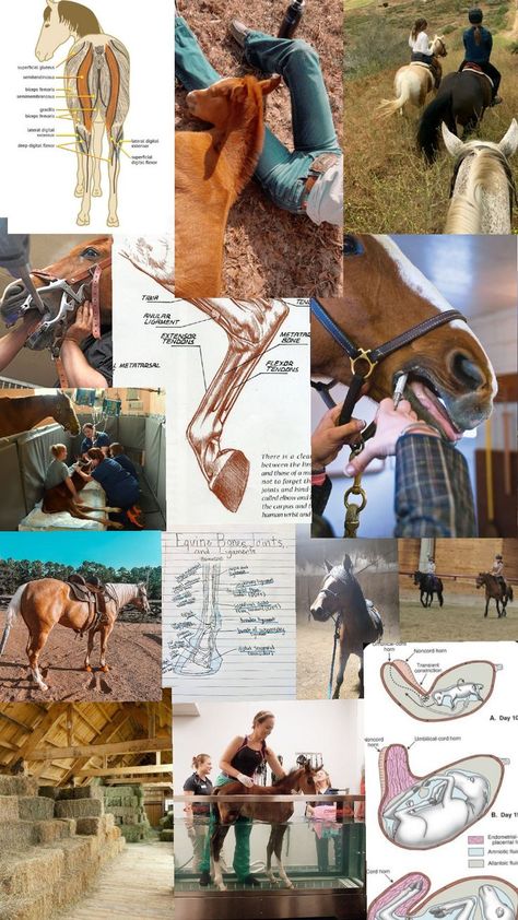 Science Vision Board, Equine Vet Tech, Equine Studies, Equine Science, Equine Veterinarian, Vet Tech Student, Equine Massage, Equine Veterinary, Board Collage