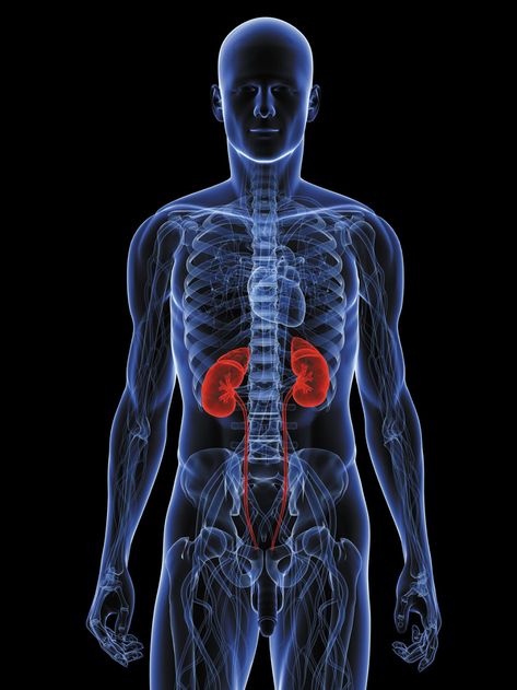 Is my kidney causing my back pain? - Harvard Health Thorax Anatomy, Kidney Biopsy, Streptococcus Pneumoniae, Facts About The World, Polycystic Kidneys, Kidney Pain, Nutrition And Fitness, Natural Health Tips, Shoulder Pain