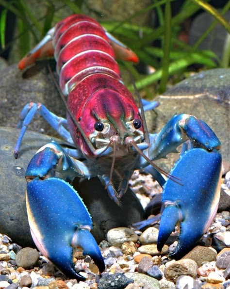 A German scientist recently discovered what is possibly the most beautiful crayfish in the world – Cherax pulcher. This little freshwater cousin of the shrimp and lobster, native to Indonesia, has a vividly colorful shell that looks like a cosmic nebula or a tropical sunset. Fauna Marina, Underwater Animals, Beautiful Sea Creatures, Water Animals, Underwater Creatures, Aquatic Animals, Rare Animals, Crustaceans, Beautiful Fish