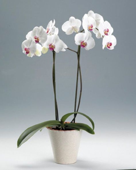 Phaelonopsis Orchid, Orchid Planters, Moth Orchid, Flowers And Garden, Orchid Care, Beautiful Orchids, Dream Bathrooms, Flowers White, White Lilies