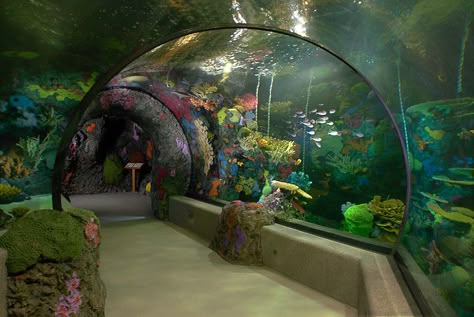 Restless Planet 224a | The Red Sea Habitat is an 8,000 gallo… | Flickr Virginia Beach Aquarium, Portsmouth Va, Seaworld Orlando, Liminal Space, Family Friendly Activities, Liminal Spaces, 판타지 아트, Sea World, Virginia Beach