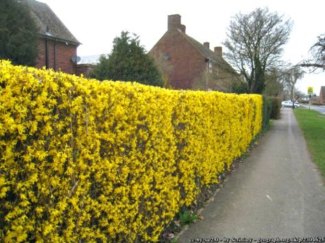 Fast Growing Forsythia Bushes Bring Summer Color to the Garden Forsythia Hedge, Forsythia Bush, Flower Hedge, Garden Hedges, Hedging Plants, Living Fence, Garden Shrubs, Garden Landscape Design, Trees And Shrubs