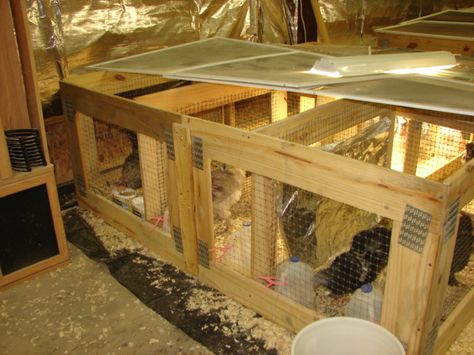 Simple grow out pens/brooders built of free pallet wood. Made into frames that can be added or subtracted as needed and with barriers between sections. Cam be made in only an hour. Pallet Brooder, Chicken Grow Out Pen, Chicken Brooder, Chicken Coop Run, Free Pallets, Rabbit Hutches, Wood Pellets, Chicken Coops, Raising Chickens