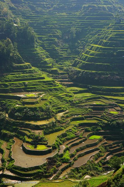 Banaue Rice Terraces in Philippines | Stunning Places #StunningPlaces Banaue Rice Terraces, Banaue, Rice Fields, Rice Terraces, Landscape Designs, Philippines Travel, Phuket Thailand, Palawan, Cebu