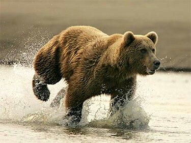 Running bear Bear Running, Malayan Sun Bear, Asiatic Black Bear, Spectacled Bear, Bear Species, Running Bear, American Black Bear, Moon Bear, Sloth Bear