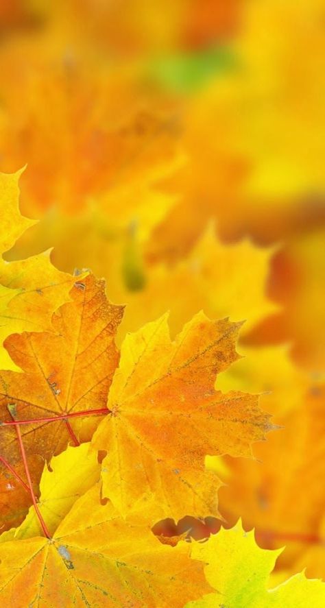 Ravenwhimsy's Wonderful World Autumn Scenery, Fabulous Fall, Autumn Beauty, Yellow Aesthetic, Yellow Leaves, Maple Leaves, Fall Pictures, Favorite Season, Colorful Leaves