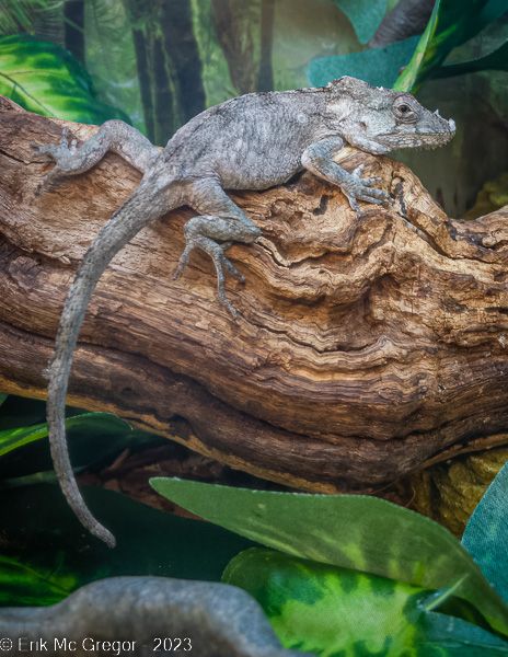 CUBAN FALSE CHAMELEON (western bearded anole) - Composition Wednesday #PhotoOfTheDay #CubanFalseChameleon #AnolisBarbatus #anole #WesternBeardedAnole #FalseChameleon #lizard #reptile #TinyNature #AnimalEncounter #PetLizard #terrarium #ExoticPet #reptiles #lizards #anoles #ReptilePhotography #AnimalPhotography #Photography #iPhonePhotography #shotoniphone #shotoniphone7 #iPhoneRAW #ErikMcGregor © Erik McGregor - erikrivas@hotmail.com - 917-225-8963 Cuban False Chameleon, False Chameleon, Pet Lizards, Animals Care, Vivarium, Iphone Photography, Exotic Pets, Animal Photography, Reptiles