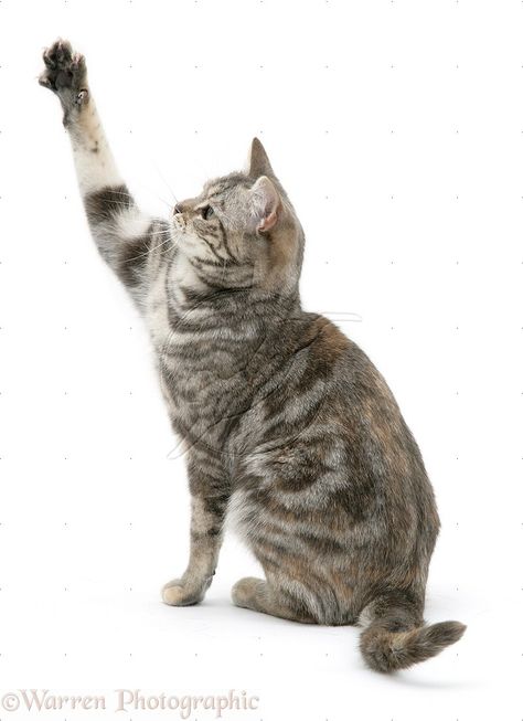 paw up Cat Leaping Reference, Cat Pawing At Something, Petting A Cat Reference, Cats Reference, Big Cat Paw Reference, Cat Png, Cat Paw, Cat With Paws Up, Cat Paw Pictures