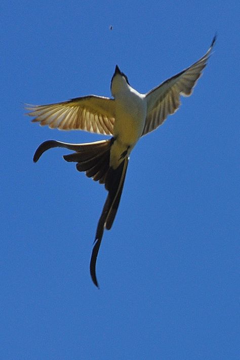 Bird Reference Photos Flying, Dynamic Bird Photography, Small Bird Flying, Birds Landing, Animal Reference Photos, Animals Jumping, Knee Tats, Bird Photos Photography, Bird Reference