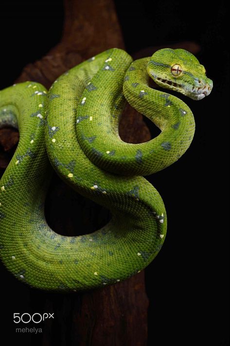 Genderfluid Loki, Loki Sigyn, Python Drawing, Green Tree Python, Tree Python, Loki And Sigyn, Snake Images, Snake Photos, Nature Aesthetics