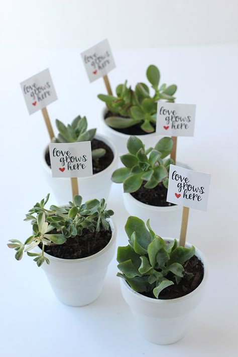 Succulent Party Favors, Succulent Party, Valentines Ideas For Him, Valentinstag Party, Diy Party Favors, Flower Box Gift, Wedding Day Gifts, Succulent Gifts, Valentine's Gifts