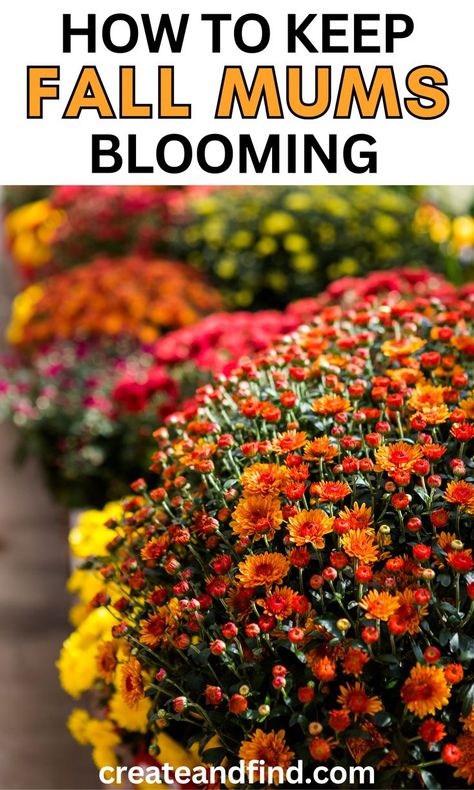 Fall mums in a fall garden. Fall Mums Porch Front Steps, Mum Planters Front Porches, Fall Mums Porch, Fall Front Steps, Fall Potted Plants, Mum Planters, Plants For Planters, Fall Flower Pots, Fall Pots