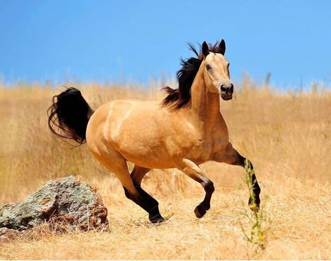 Buckskin Horses, Buckskin Horse, Horse Coats, Gorgeous Horses, Horse Aesthetic, Most Beautiful Horses, Dream Horse, All About Horses, Wild Horse