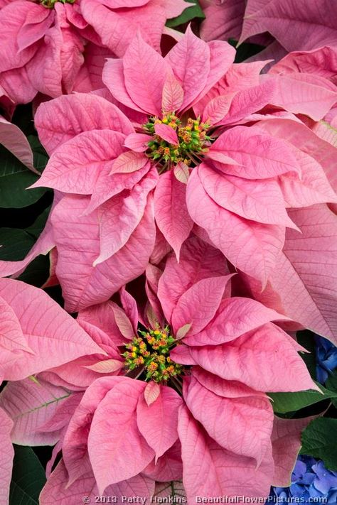 Santa Claus Pink Poinsettia © 2013 Patty Hankins Pink Poinsettia, Poinsettia Plant, Poinsettia Flowers, Poinsettia Flower, Christmas Poinsettia, Christmas Flowers, Noel Christmas, Beautiful Blooms, Flower Pictures