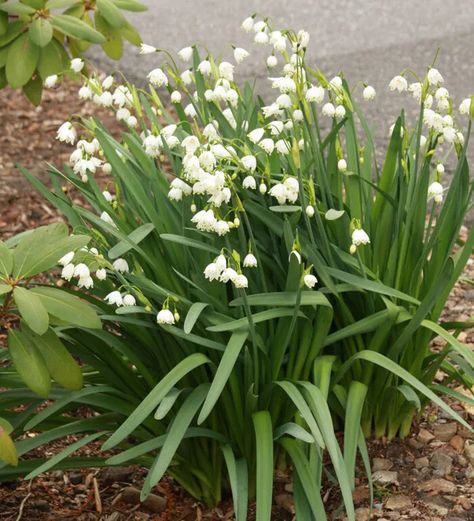 Summer Snowflake, Snowflake Flower, Fine Gardening Magazine, Spring Flowering Bulbs, Seasonal Displays, Fine Gardening, Plant Photography, Blooming Plants, The Queens