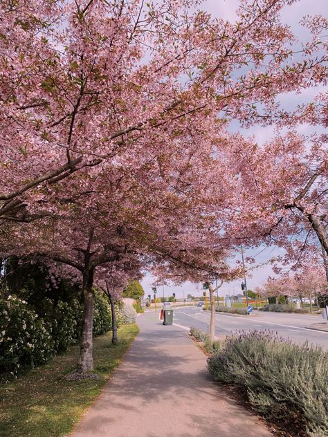 Aesthetic Preset, Sunset Spring, Spring Blossoms, Spring Aesthetic, Spring Blossom, Aesthetic Vibes, Spring Break, Blossom, Country Roads