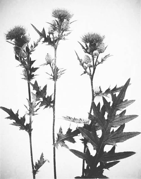 clover Thistle Painting, Scottish Thistle Tattoo, Scottish Tattoos, Thistle Tattoo, Thistles Art, Thistle Flower, Botanical Tattoo, 자수 디자인, Goldfinch